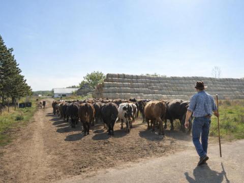 Szarvasmarha csordás Szarvasmarha csordás