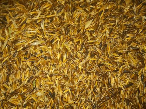 Fekete zab eladó Fekete zab eladó