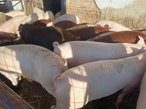 Tanyasi hízó Tanyasi hízó