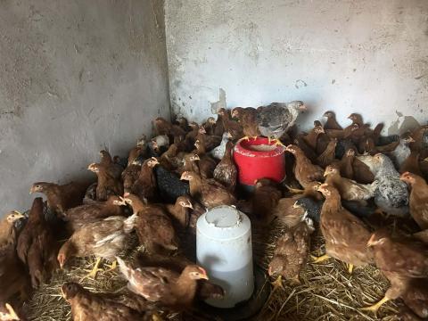 Tanyasi csirke Tanyasi csirke