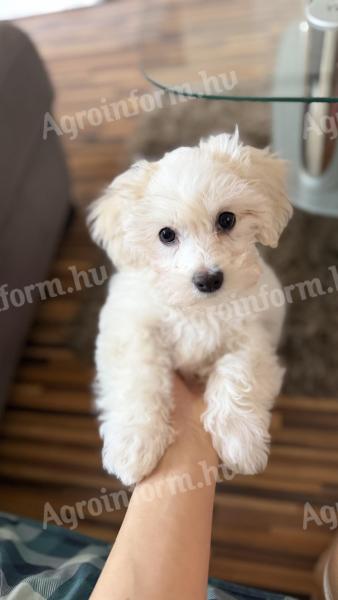 Havanese