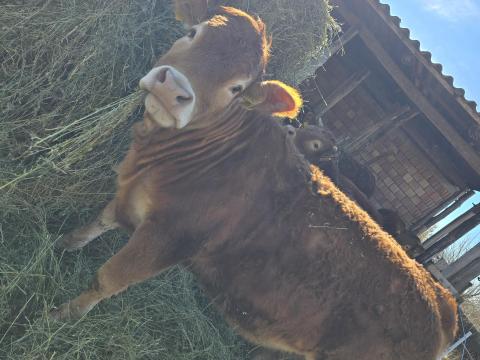 Limousin üsző eladó Limousin üsző eladó