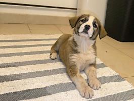 Közép-ázsiai juhászkutya kölykök elérhetők