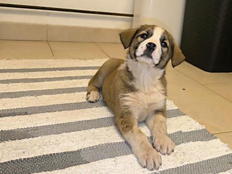 Közép-ázsiai juhászkutya kölykök elérhetők Közép-ázsiai juhászkutya kölykök elérhetők