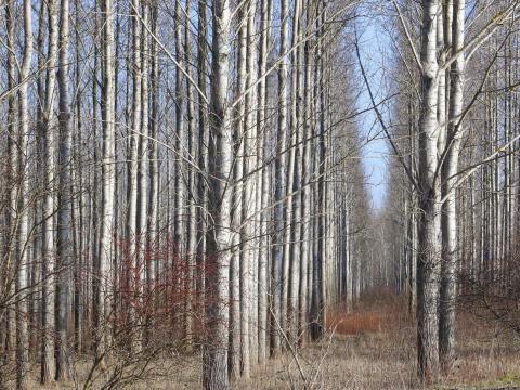 Eladó nyárfaerdő Szajolban Eladó nyárfaerdő Szajolban