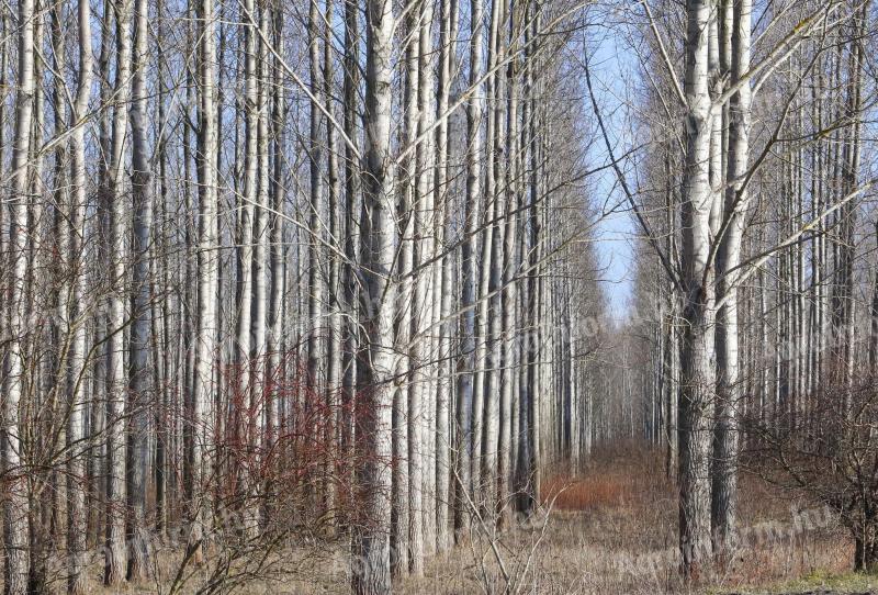 Eladó nyárfaerdő Szajolban