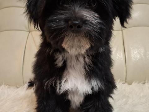 Morkie kölyökkutyák gazdit keresnek Morkie kölyökkutyák gazdit keresnek