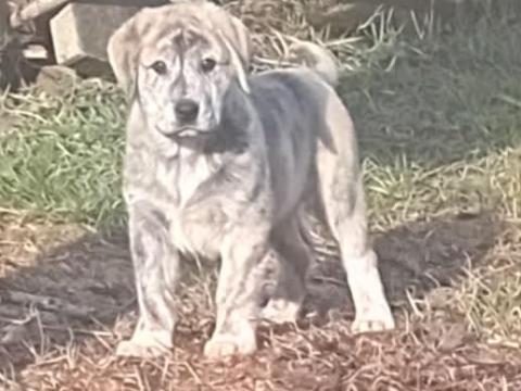 Fajtatiszta közép-ázsiai juhászkutya, 10 hetes kan kiskutya ingyen elvihető Fajtatiszta közép-ázsiai juhászkutya, 10 hetes kan kiskutya ingyen elvihető