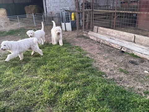 Mezőcsát Mezőcsát