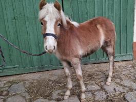 2025-ös születésű,  tisztavérű haflingi méncsikó származással eladó Baranya Vármegyében