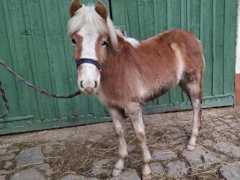 2025-ös születésű, tisztavérű haflingi méncsikó származással eladó Baranya Vármegyében 2025-ös születésű, tisztavérű haflingi méncsikó származással eladó Baranya Vármegyében