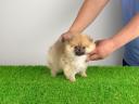 Törzskönyves Pomerániai törpespitz kiskutya