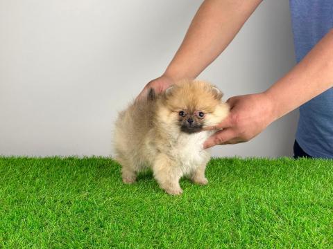 Törzskönyves Pomerániai törpespitz kiskutya Törzskönyves Pomerániai törpespitz kiskutya