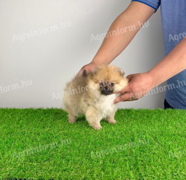 Törzskönyves Pomerániai törpespitz kiskutya