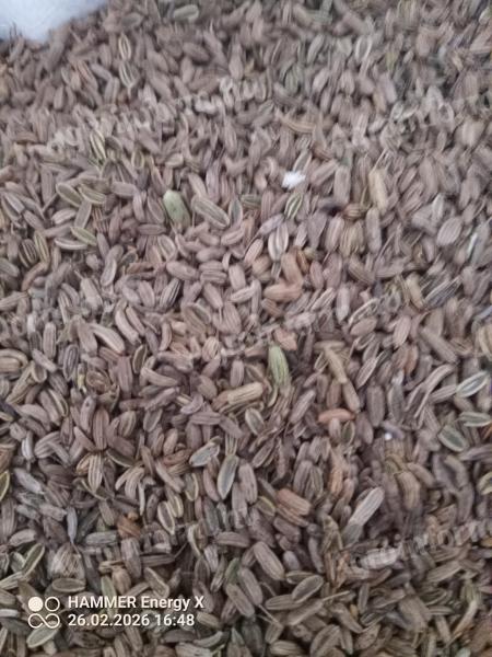 Édeskömény mag eladó