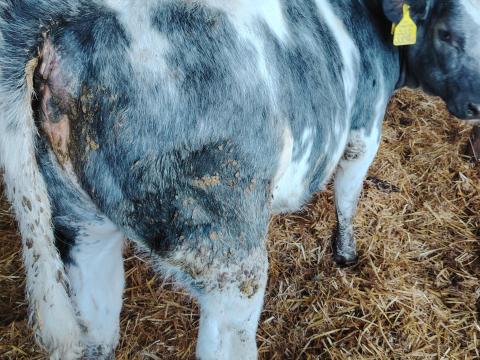 Hf x kékbelga Hf x kékbelga