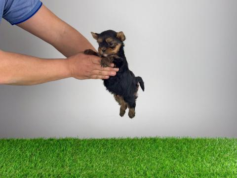 Törzskönyves Yorkshire terrier Yorki kiskutya