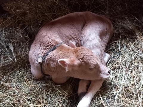 Kárpáti borzderes állomány eladó