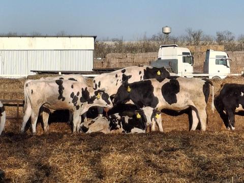 Borjúgondozót keresek Borjúgondozót keresek