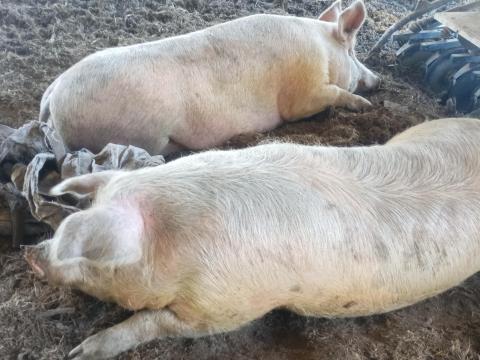 Hízók eladók Hízók eladók