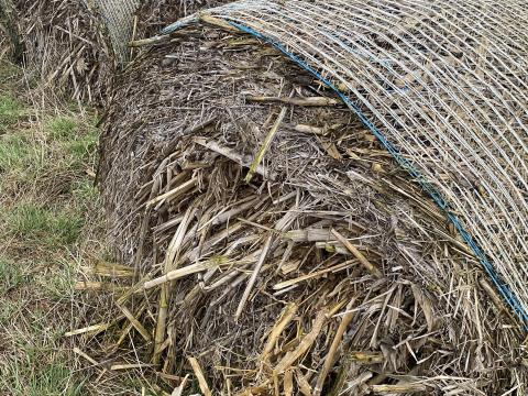 Kukoricaszár, zabszalma, árpaszalma, búzaszalma Kukoricaszár, zabszalma, árpaszalma, búzaszalma