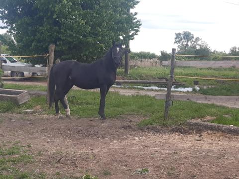 Eladó nyereghelyen bélyegzett Nóniusz mén Eladó nyereghelyen bélyegzett Nóniusz mén