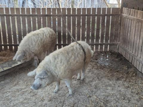 Szőke mangalica hízók eladók Hosszúpályiban Szőke mangalica hízók eladók Hosszúpályiban