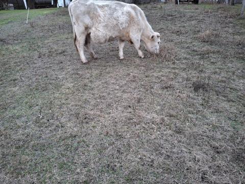 Eladó vágómarha, 600 kg körüli súlyban