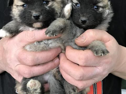 Fajtatiszta jellegű spicc, spitz kiskutyák