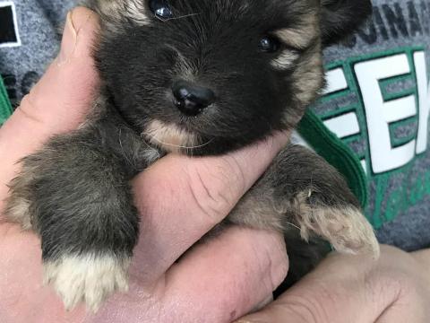 Fajtatiszta jellegű spicc, spitz kutyusok