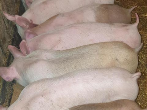 Eladó 9 db malac Eladó 9 db malac