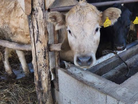 Húshasznú borjak eladók