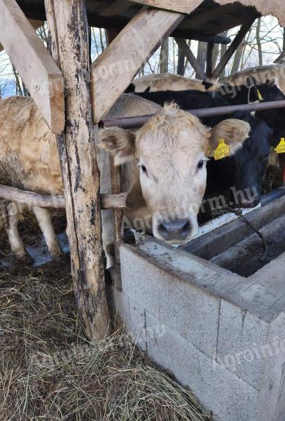 Húshasznú borjak eladók