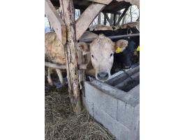 Húshasznú borjak eladók