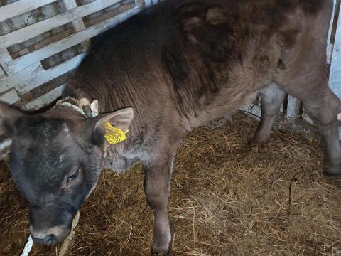 Bikaborjú Bikaborjú