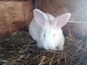 Pannon fehér fajtajellegű nyulak továbbtartásra is