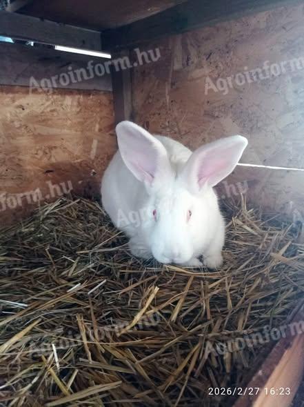 Pannon fehér fajtajellegű nyulak továbbtartásra is