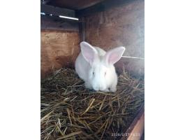 Pannon fehér fajtajellegű nyulak továbbtartásra is