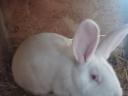 Pannon fehér fajtajellegű nyulak továbbtartásra is