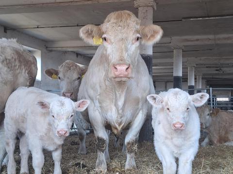 VÁSÁROLNÉK Charolais tehenet vagy üszőt VÁSÁROLNÉK Charolais tehenet vagy üszőt