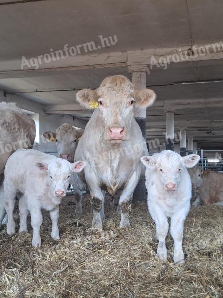 VÁSÁROLNÉK Charolais tehenet vagy üszőt