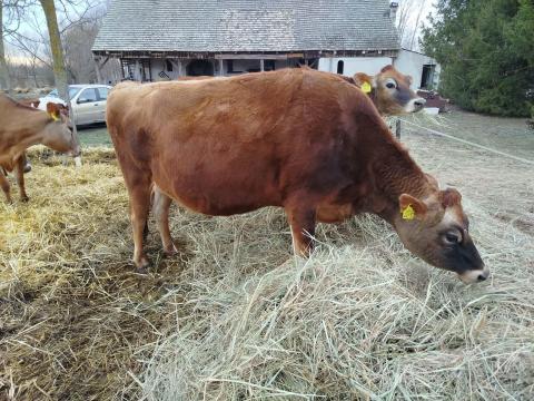 Jersey tehén eladó Jersey tehén eladó