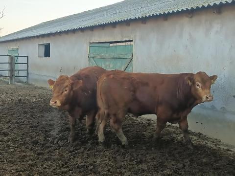 Eladó 2 db Limousine tenyészbika Eladó 2 db Limousine tenyészbika