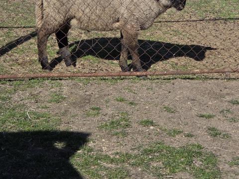 Suffolk szelíd kos bárány eladó Suffolk szelíd kos bárány eladó