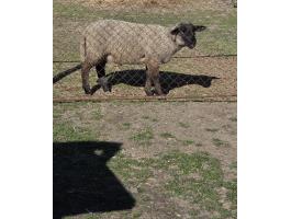 Suffolk szelíd kos bárány eladó