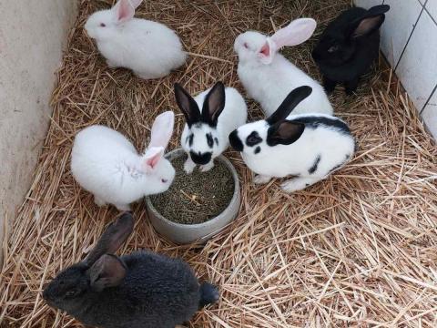 Német óriás kisnyuszik Német óriás kisnyuszik