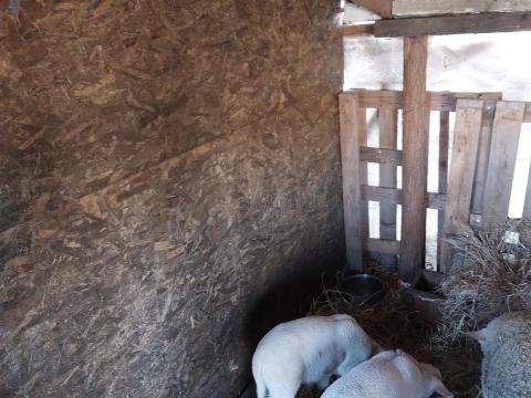 Eladó ikrek: kos bárányok Eladó ikrek: kos bárányok