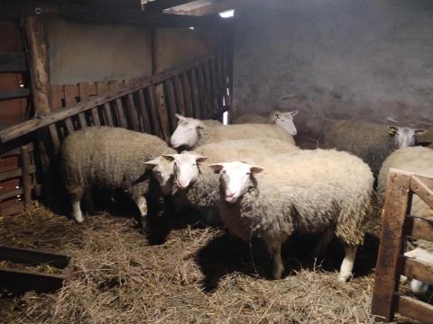 Berrichon du cher tenyészjerkék Berrichon du cher tenyészjerkék