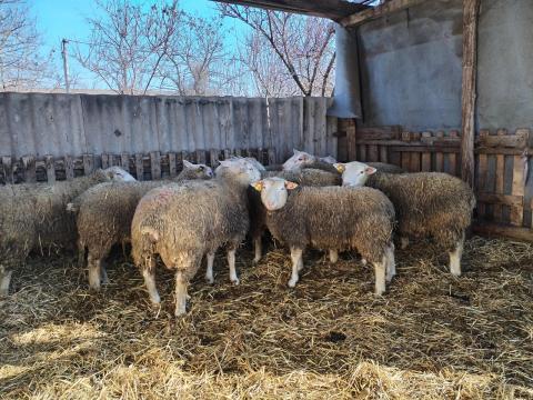 Berrichon du cher tenyészkosok Berrichon du cher tenyészkosok