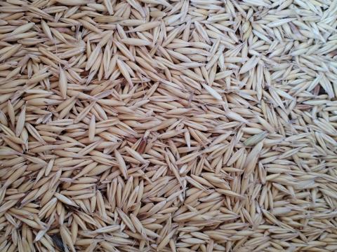 Zab eladó – takarmány minőségű Zab eladó – takarmány minőségű